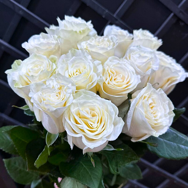 13 белых роз 60 см, Россия