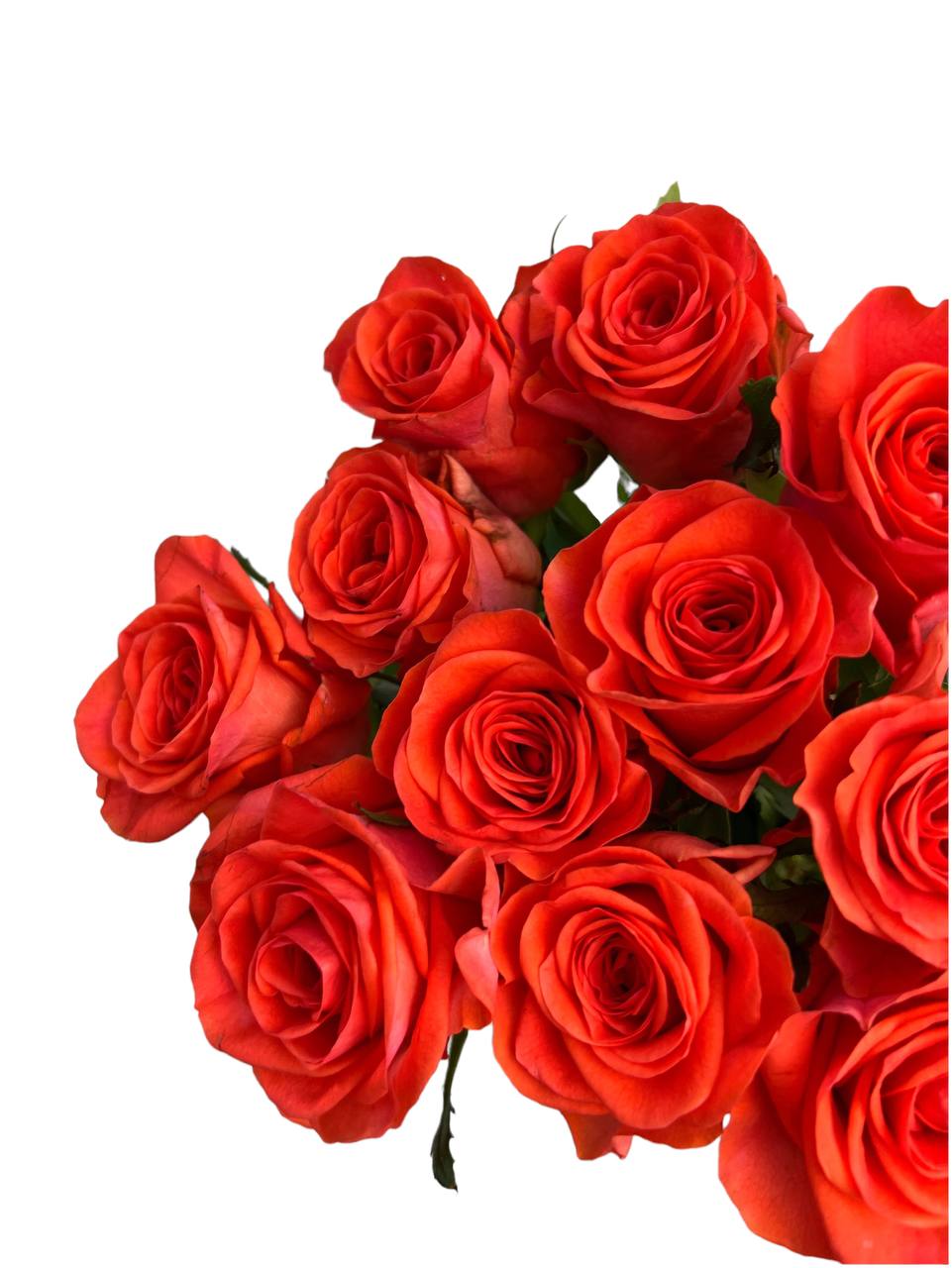 15 коралловых роз 50 см, Россия